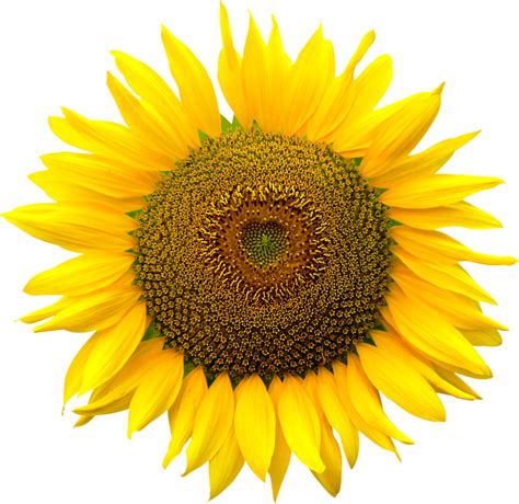 32 Transparent Sunflower Svg Free Background Free Svg