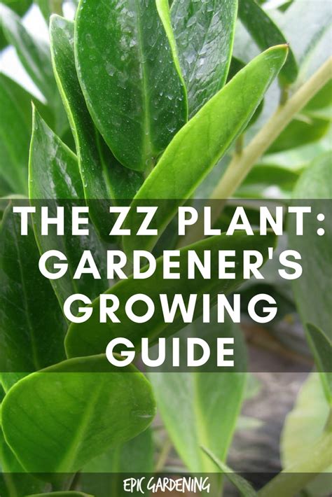 Zz Plant Zamioculcas Zamiifolia Care And Growing Guide