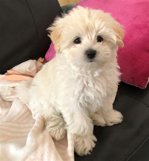 1 Female Maltese X Shih Tzu Puppy 4500ono Dogs For Sale And Free To A