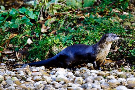 The Many Lives Of River Otters Celestialpets