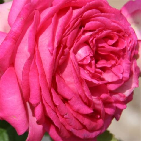 Rose Climb Pretty In Pink Eden Lincoln