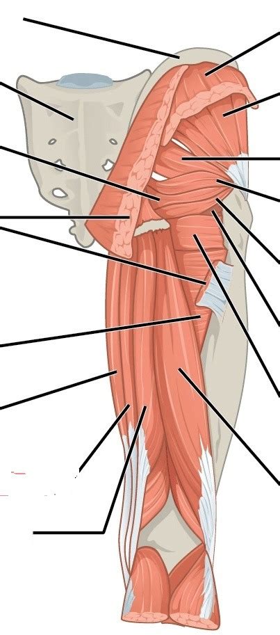 Muscles Of The Posterior Thigh Diagram Quizlet