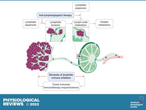Lymphatic Vessels In Cancer Physiological Reviews