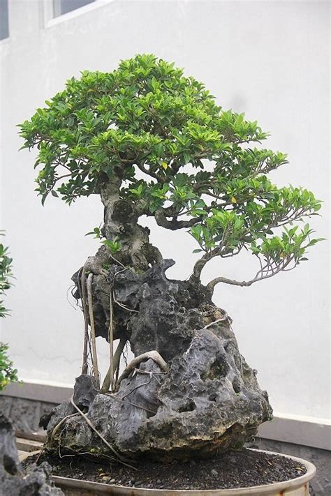 How To Grow A Bonsai On Rocks Bonsai On Rocks Pictures