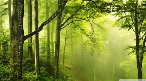 Beautiful Green Forest Ultra Hd Desktop Background