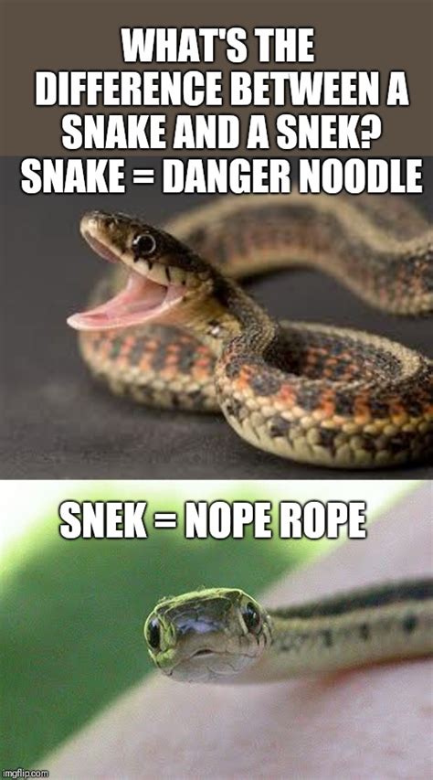 Top 120 Funny Snake Meme