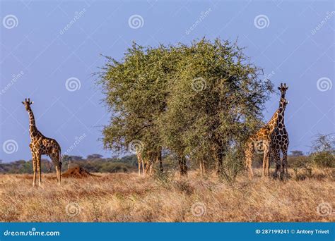 Giraffes Wildlife Animals Landscapes Nature Grassland Savanna