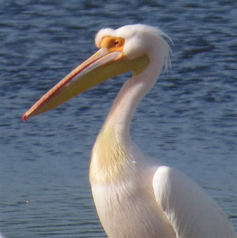 Florida Suncoast Birding Great White Pelican