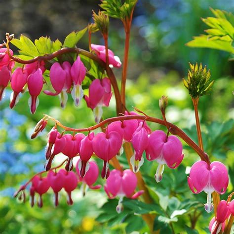 Buy Bleeding Heart Syn Dicentra Spectabilis Lamprocapnos Spectabilis