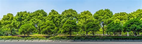 Tree Conservation And Urban Greening Scenic America