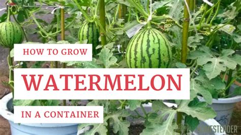 How To Grow Watermelon In A Pot Homesteader Depothomesteader Depot