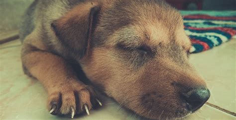 Free Images Puppy Animal Cute Canine Pet Fur Portrait Sleeping