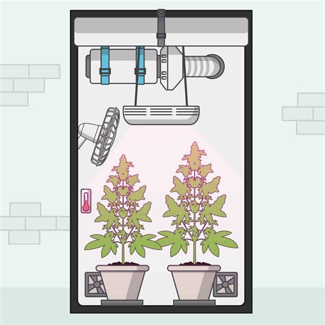 How To Grow Indoor Cannabis Beasts