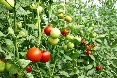Tomato Farming For Beginners Planting Growing And Harvesting