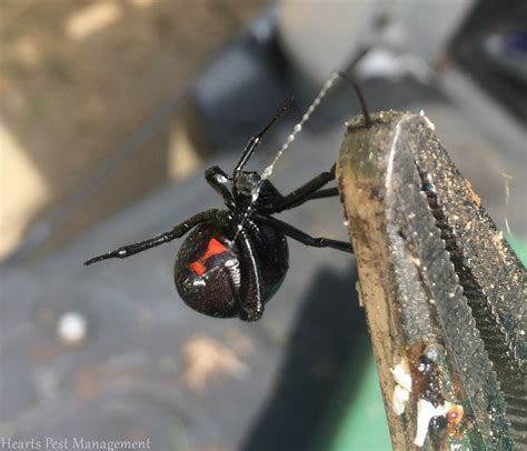 Pest Control Black Widow Spiders Hearts Pest Management