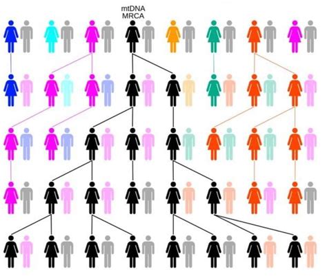 Genetic ‘adam And Eve All Humans Are Descendants Of One Man And Woman