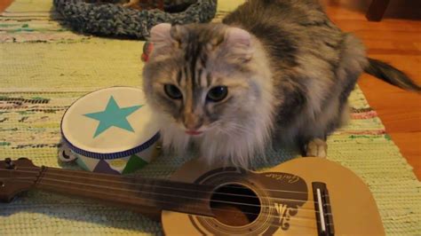 Cats Practicing To Play Instruments Youtube