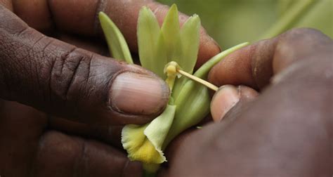 Why Theres Nothing Vanilla About Vanilla Farming Fairtrade Foundation