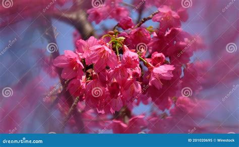 Closeup Of Pink Cherry Blossoms On The Trees During The Daytime Stock