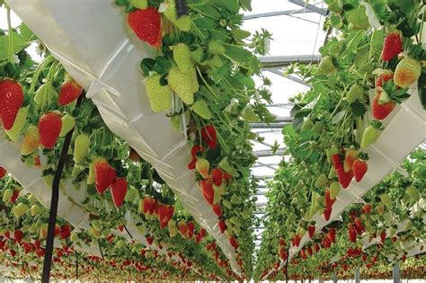 How To Grow 4 Types Of Berries Hydroponically Aquaponics Greenhouse