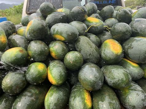 Add Some Sweetness To Your Day With A Yellow Watermelon From Kaua‘i
