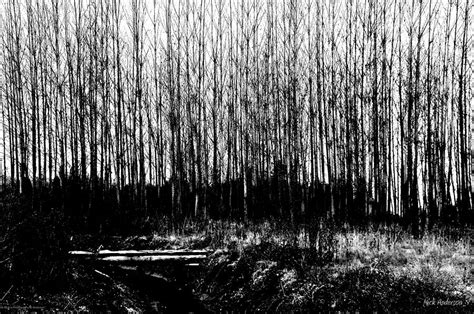 Winter Tree Grove In Black And White Photograph By Mick