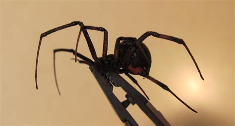 All together there are around six different species of black widows and all of them are venomous. File:Black Widow spider, Female.jpg