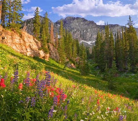 Wildflowers In Albion Basin Utah Lupines Paintbrush And M Flickr