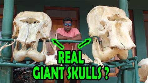 Giant Skulls Found In Sri Lanka Evidence Of Ravana Praveen Mohan