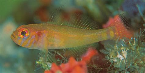 Trimma Kalum A New Species Of Pygmygoby From Palau Rnewfishspecies