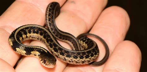 The 5 Types Of Garter Snakes In Illinois W Pics Bird Watching Hq