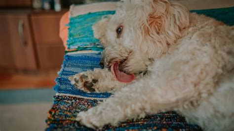 Poodle Obsessive Licking Quick Solutions Guide Paws And Learn