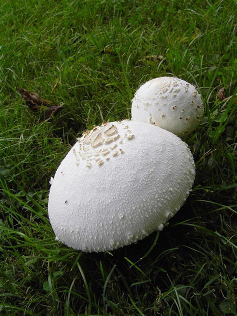 White Mushrooms Mushrooms In The Lawn Near Woodland Park Flickr