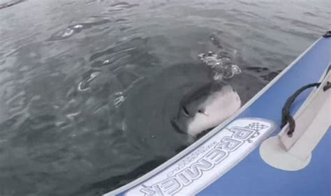 the terrifying moment a shark sinks his sharp teeth into a boat travel news travel express