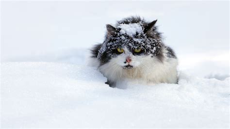 How Do Feral Cats Survive Winter The Cat Bandit Blog