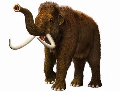Mammoth Woolly Animals Wooly Cave Cavern Kents