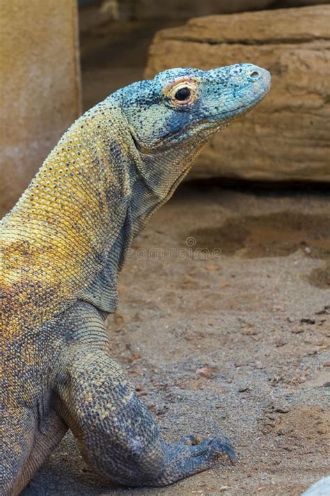 The Big And Dangerous Dragon Like Lizard Of Komodo Stock Photo Image