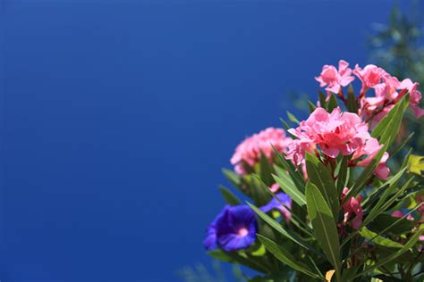 Size this wallpaper is 1920x1200. Colorful Flower Background Free Stock Photo - Public ...