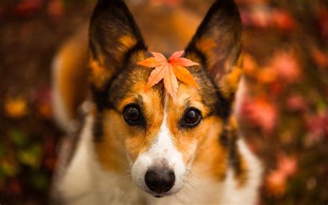 Fall Dogs Wallpapers Wallpaper Cave