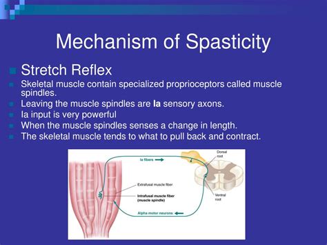 Ppt Spasticity What Causes It And Can It Be Inhibited Powerpoint