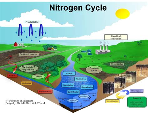 Nitrogen Cycle Southwest Research And Outreach Center