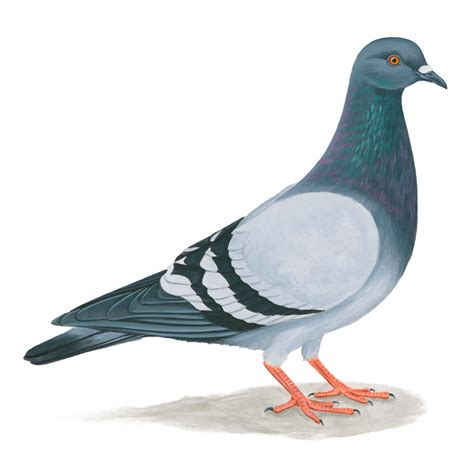 Domestic Pigeon United States Columbidae Bird Feral Pigeon Pigeon Png