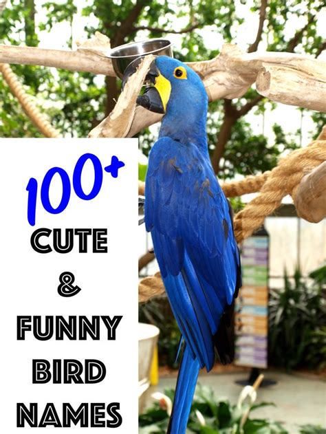 100 Cute And Funny Bird Names From Mr Beaks To Whistler Pet Names