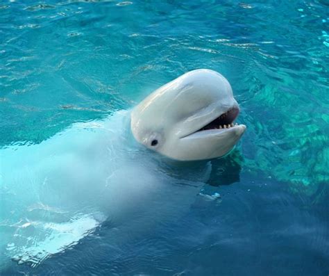 Fun Beluga Whale Facts For Kids