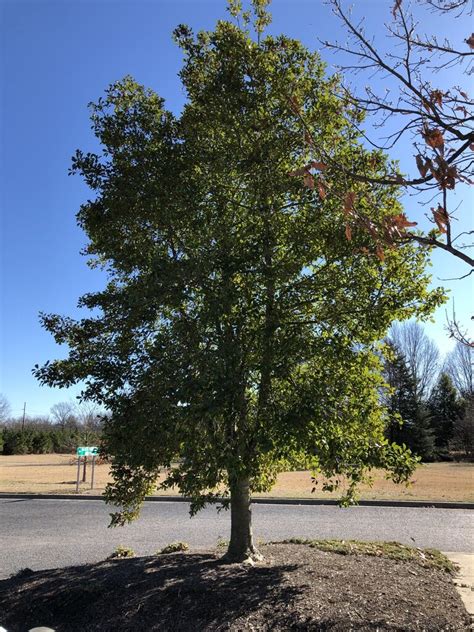 Savannah Holly — Galveston Island Tree Conservancy