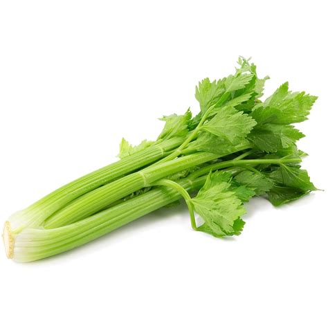 Celery Seed Vitajoy Biotech