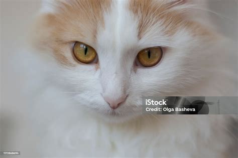 Closeup Portrait Of A Beautiful White Beige Cat With Golden Eyes Stares
