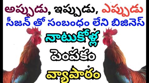 How To Start Naturo Farms Pure Natu Kodi Chicks Business Telugu