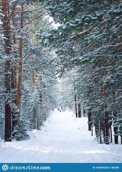 Fairy Magic Footpath In A Snowy Park With Tall Frozen Evergreen Trees
