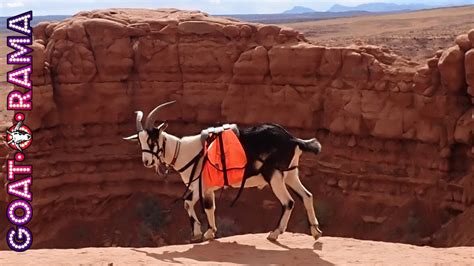 Goats In Utah Fiddle Live Nov 7 2021 Youtube